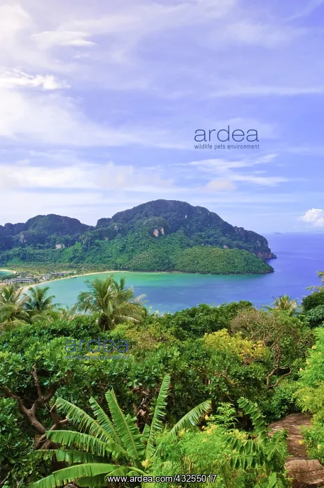 : Thailand, Andaman Sea. Ko Phi Phi Island : Thailand, Andaman Sea. Ko Phi Phi Island