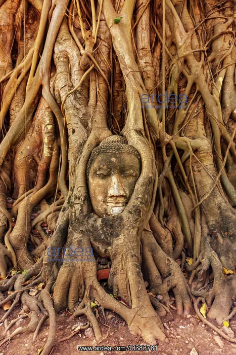 : Thailand, Ayutthaya. Wat Mahathat. Buddha head engulfed : Thailand, Ayutthaya. Wat Mahathat. Buddha head engulfed