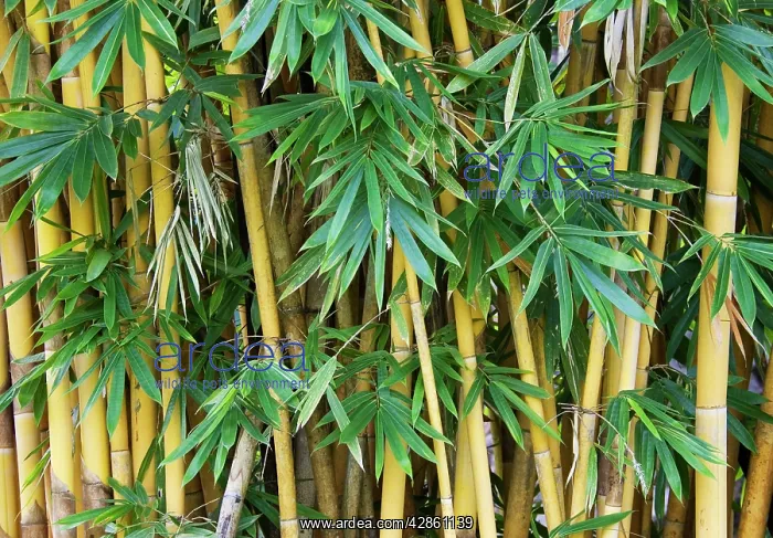  : Thailand - Bamboo