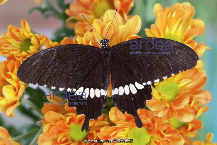 : Thailand, Khon Kaen, The Banded Mormon (Papilio : Thailand, Khon Kaen, The Banded Mormon (Papilio