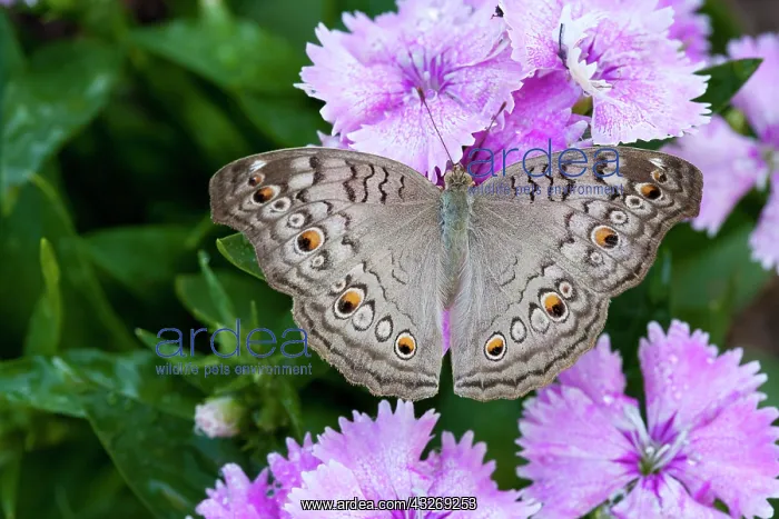 : Thailand, Khon Kaen, grey Pansy (Junonia : Thailand, Khon Kaen, grey Pansy (Junonia