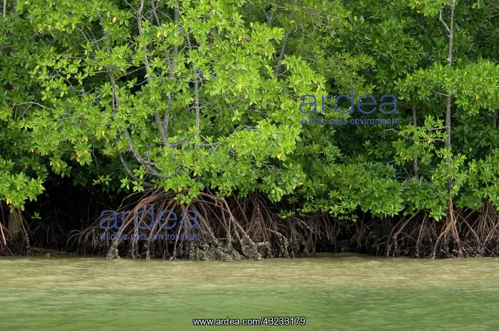 : Thailand, Phang-Nga National Park. Phang : Thailand, Phang-Nga National Park. Phang