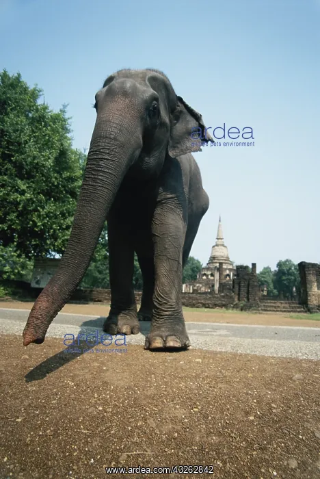 : Thailand, Si Satchanalai Historical Park : Thailand, Si Satchanalai Historical Park