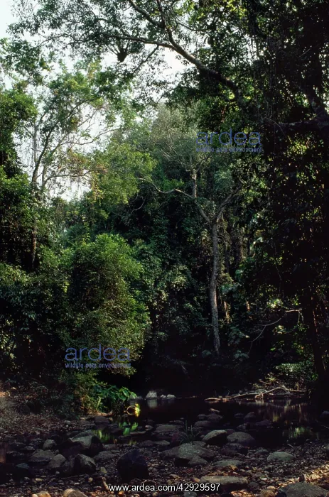 : THAILAND - Tropical Forest