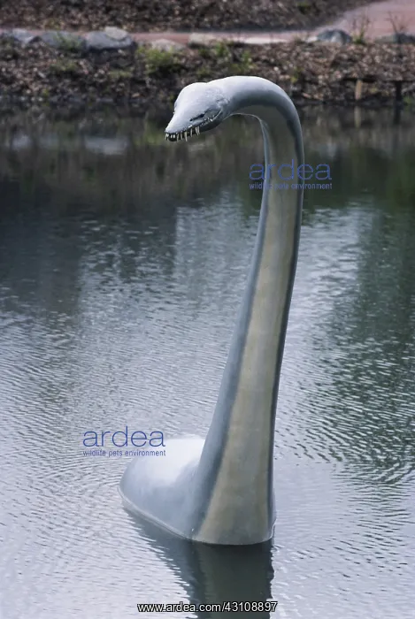 : Thalassomedon : Thalassomedon