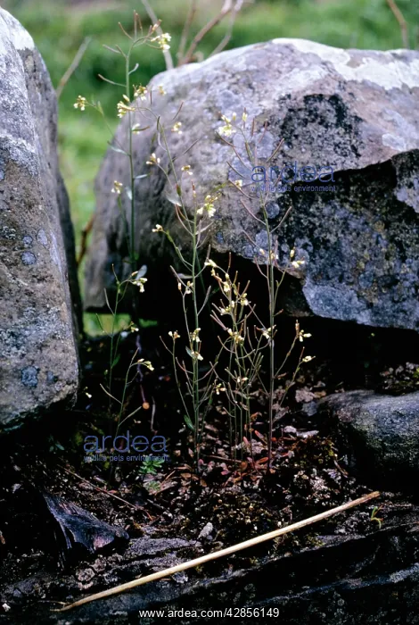  : Thale Cress