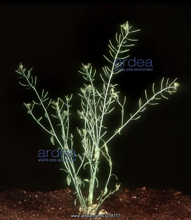 : Thale cress : Thale cress