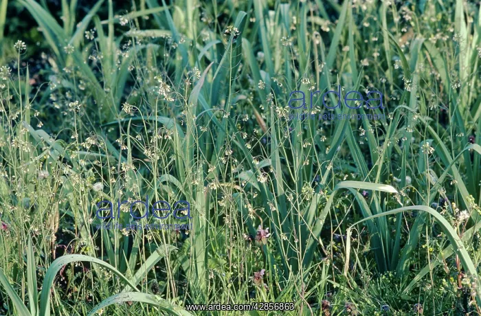 : Thale Cress - Weed amongst Leeks : Thale Cress - Weed amongst Leeks