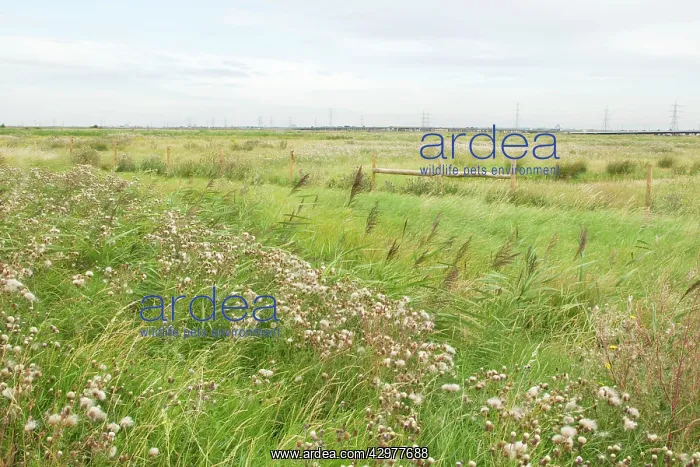 : Thames Grazing Marsh - Summer : Thames Grazing Marsh - Summer