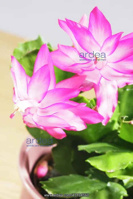 : Thanksgiving or Christmas Cactus (Zygocactus), Schlumbergera : Thanksgiving or Christmas Cactus (Zygocactus), Schlumbergera