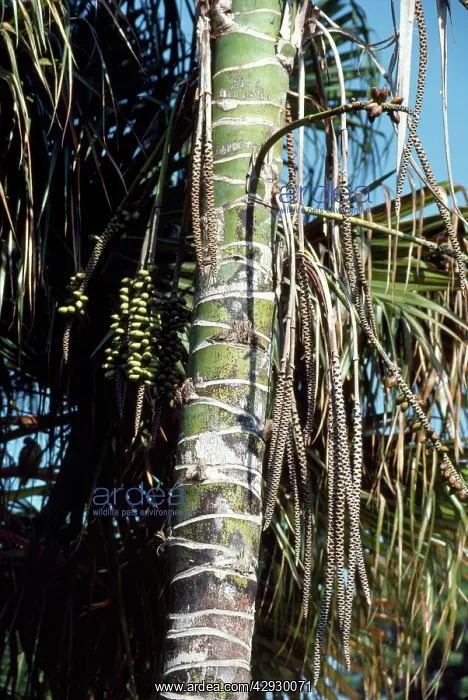: Thatch / Kentia Palm - showing fruits : Thatch / Kentia Palm - showing fruits