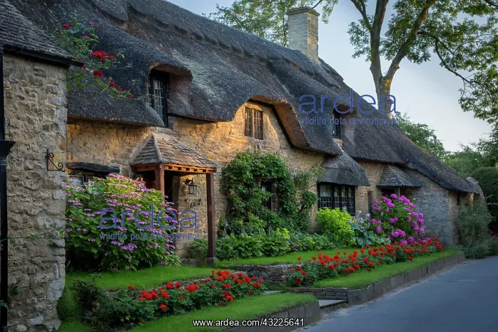 : Thatch roof cottage in Broad Campden, the Cotswolds : Thatch roof cottage in Broad Campden, the Cotswolds