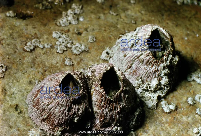 : Thatched Barnacles - California : Thatched Barnacles - California