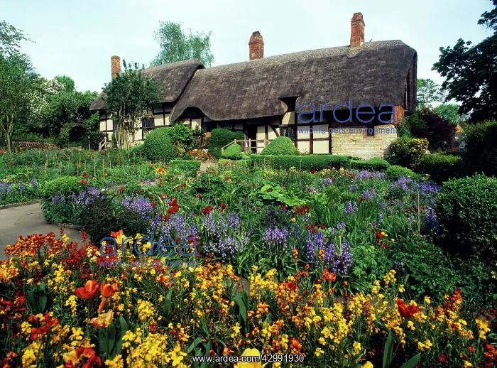 : Thatched Cottage : Thatched Cottage