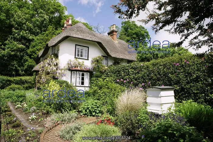: Thatched Cottage : Thatched Cottage