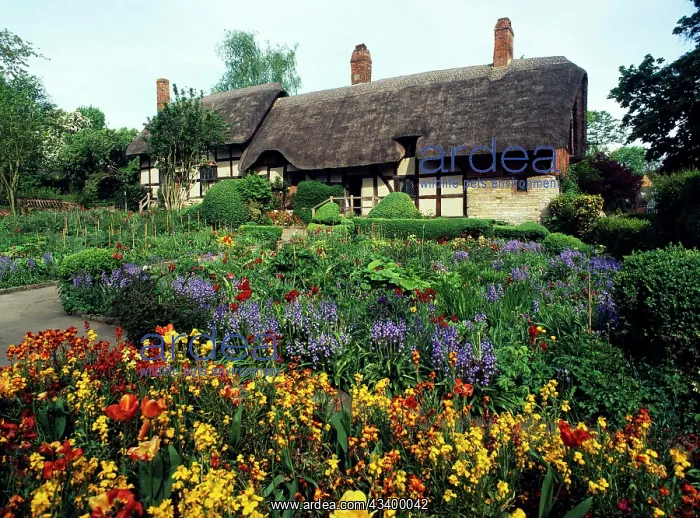 : Thatched Cottage : Thatched Cottage