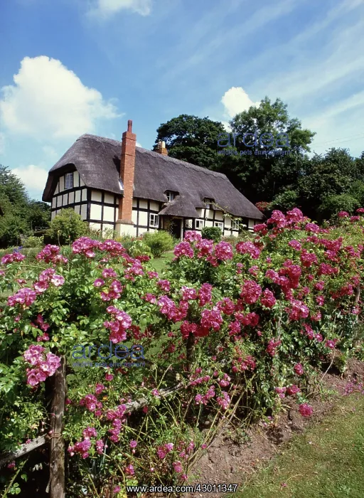: Thatched Cottage with Rose garden Eastnor, Herefordshire, UK : Thatched Cottage with Rose garden Eastnor, Herefordshire, UK