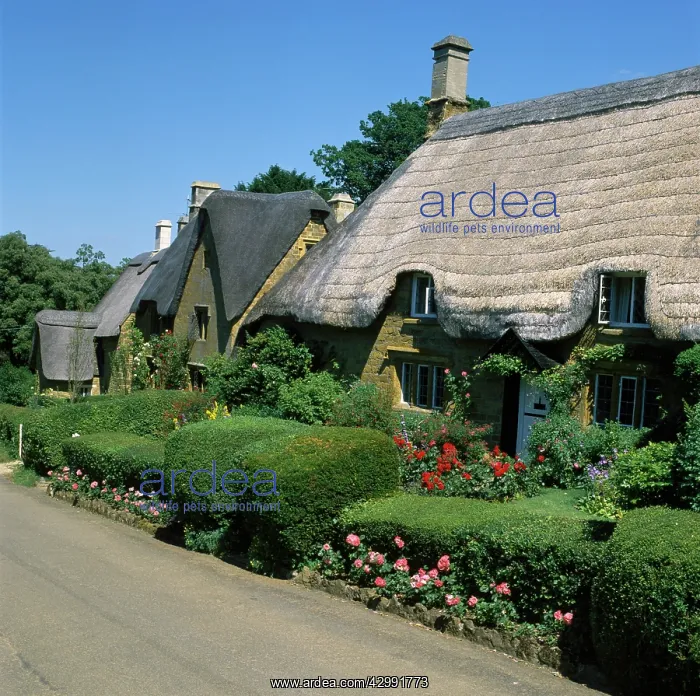 : Thatched Cottages : Thatched Cottages