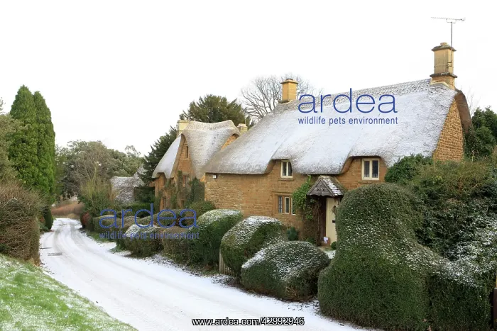 : Thatched Cottages - covered in light snow : Thatched Cottages - covered in light snow