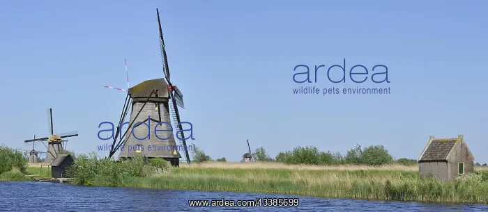 : Thatched polder windmills at Kinderdijk, a UNESCO : Thatched polder windmills at Kinderdijk, a UNESCO