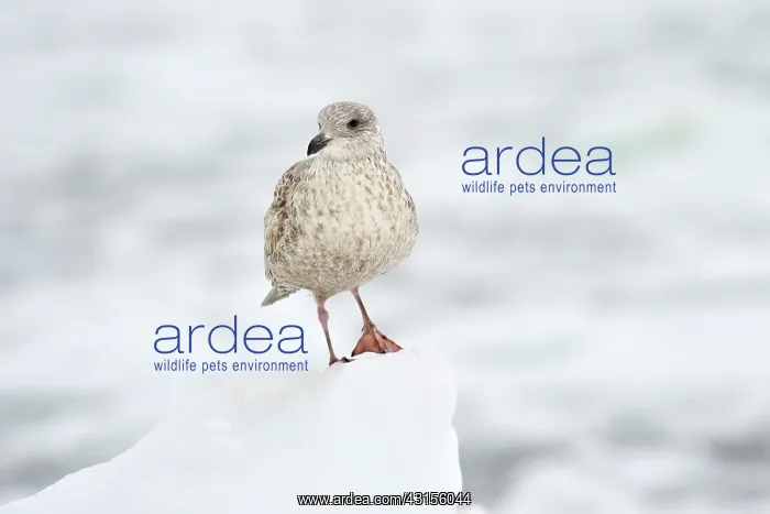 : Thayer's gull : Thayer's gull