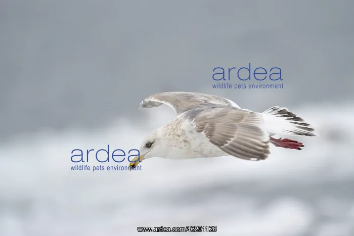 : Thayer's gull : Thayer's gull