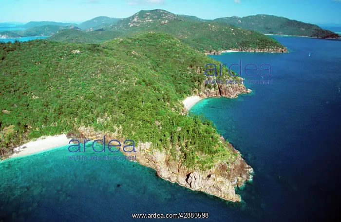  : 'The Wood PileI, Hook Island Whitsunday Group