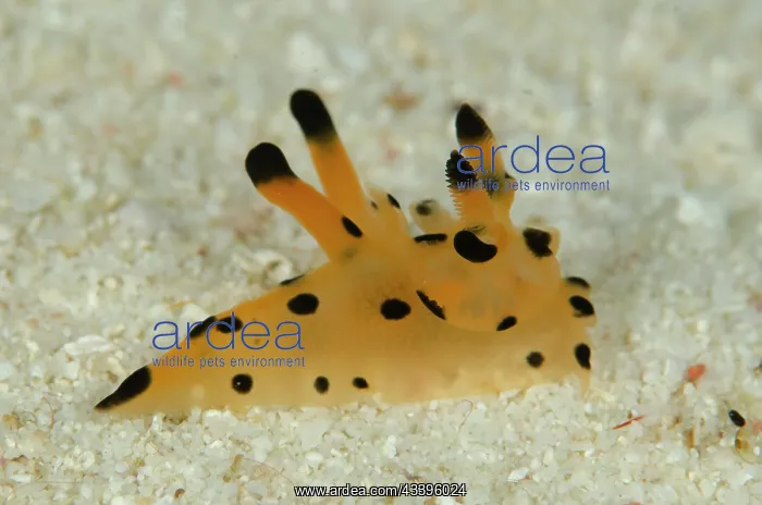 : Thecacera Nudibranch : Thecacera Nudibranch