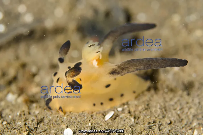 : Thecacera Nudibranch - on sand - Bulakan dive site : Thecacera Nudibranch - on sand - Bulakan dive site