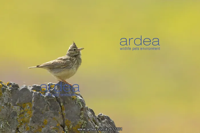  : Thekla Lark
