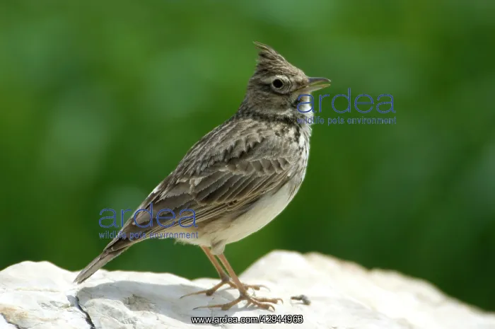 : Thekla Lark : Thekla Lark
