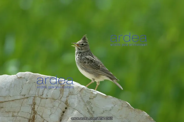 : Thekla Lark : Thekla Lark