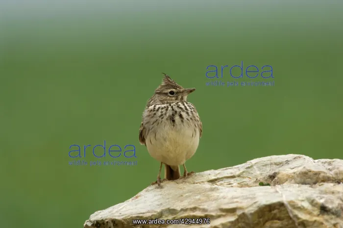 : Thekla Lark : Thekla Lark