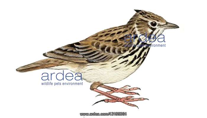 : Thekla Lark : Thekla Lark
