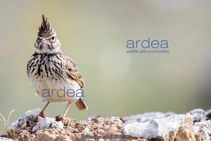 : Thekla Lark (Galerida theklae) on rock, Hoces del : Thekla Lark (Galerida theklae) on rock, Hoces del