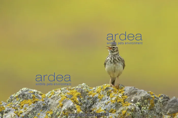 : Thekla Lark - singing : Thekla Lark - singing