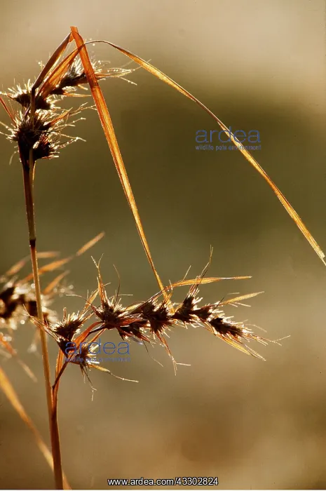 : THEMEDA GRASS : THEMEDA GRASS