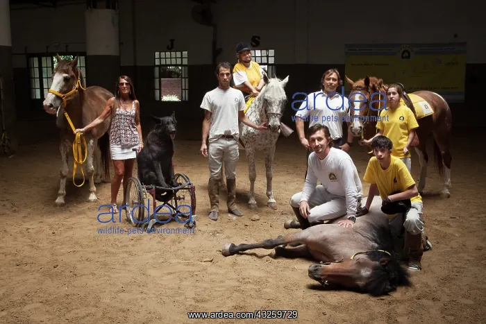  : Therapists and patients in a horse therapy center