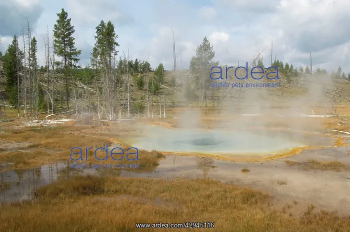  : Thermal pool activity - Old Faithful area
