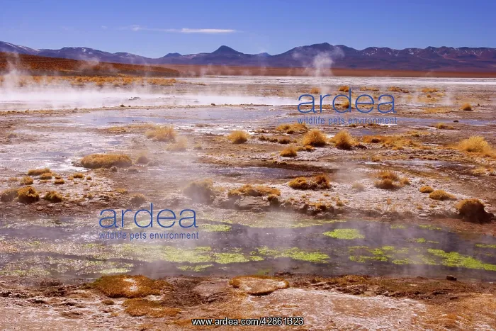 : Thermas de Chalviri - Altiplano landscape with : Thermas de Chalviri - Altiplano landscape with