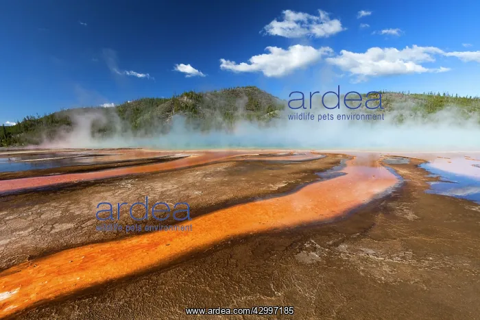 : Thermophile Bacterial Mats - and steam rising from : Thermophile Bacterial Mats - and steam rising from
