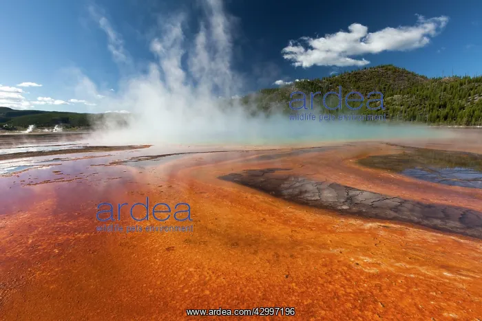 : Thermophile Bacterial Mats - and steam rising from : Thermophile Bacterial Mats - and steam rising from