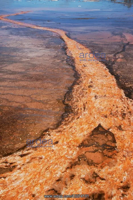 : Thermophilic bacterial mats in Hotspring, Grand : Thermophilic bacterial mats in Hotspring, Grand