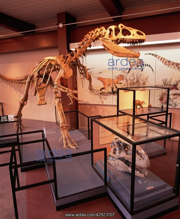 : Theropod Dinosaur : Theropod Dinosaur