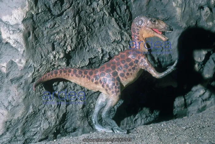  : Theropod Dinosaur