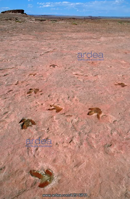 : Theropods Dinosaur Footprints - lower Jurassic : Theropods Dinosaur Footprints - lower Jurassic