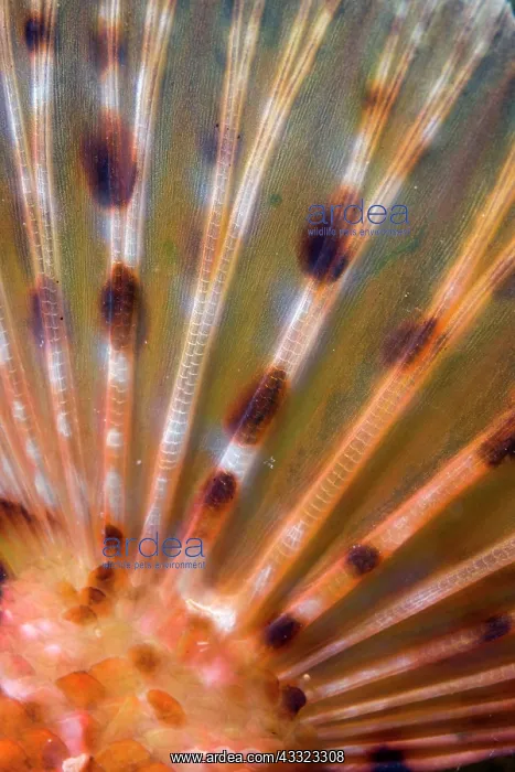  : detail of thetail of a great rockfish, Scorpaena scrofa, Ver