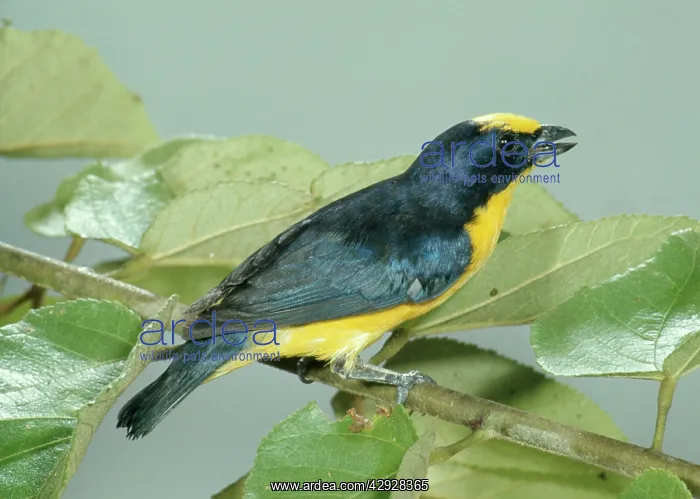 : Thick-billed Euphonia : Thick-billed Euphonia