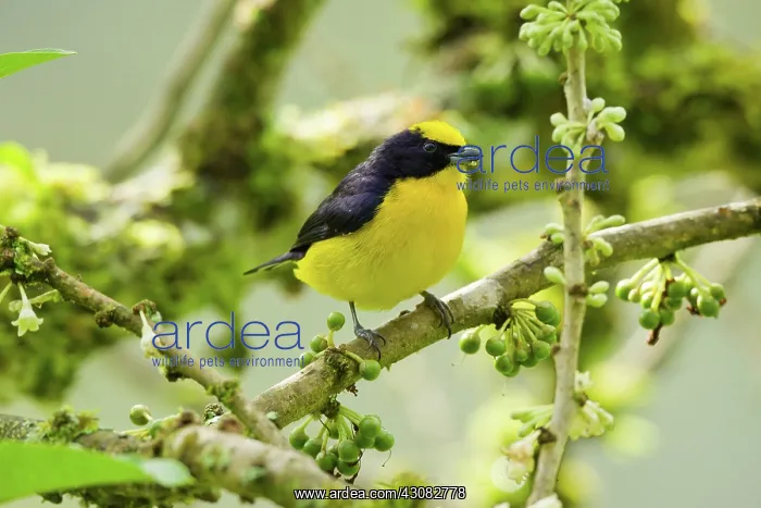 : Thick-billed Euphonia : Thick-billed Euphonia
