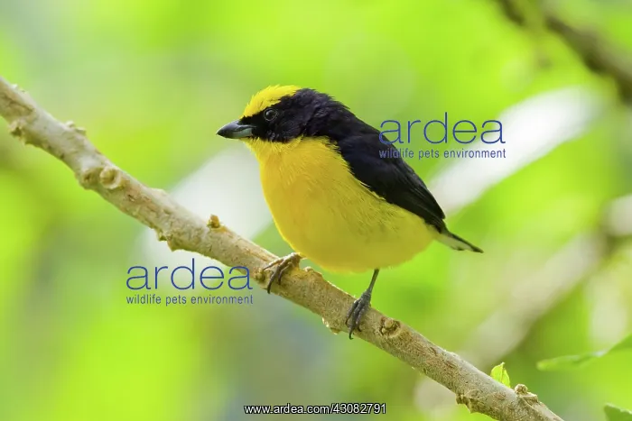 : Thick-billed Euphonia : Thick-billed Euphonia